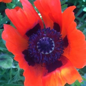 Meet your Posher, Roberta